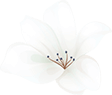 img/home_04_flower_01.png